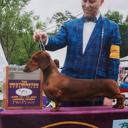 Dachshund All Grown Up from Woodshafen
