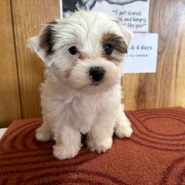 Girl 2 - Parti female Yorkshire Terrier puppy in Bear Creek, North Carolina from Yorkie Time