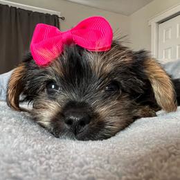 S'mores - Black and tan female Yorkshire Terrier puppy in Jacksonville, Florida from The Yorkie Shack