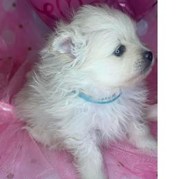 Powder - White female Pomeranian puppy in Scio, Oregon from Mac Daddy Poms