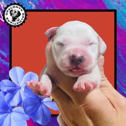 Red - White and black male Dalmatian puppy in Morriston, Florida from OpalOnyx Dalmatians