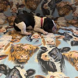 Girl 2 - Tri-Roan female English Springer Spaniel puppy in Braidwood, Illinois from A & R Springers