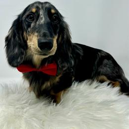 Bailey - Dapple male Dachshund puppy in Pulaski, Tennessee from Billboard Doxies