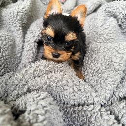 B - Black and tan male Yorkshire Terrier puppy in Boone, North Carolina from Coffeycup Yorkies