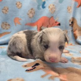 Zeke - Slate merle male Border Collie puppy in Gary, Indiana from Lake Ridge Border Collies
