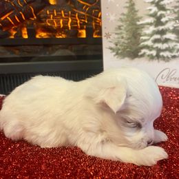 Gabriel - White male Maltese puppy in Polo, Missouri from Purely Maltese