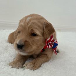Red collar - Apricot female Goldendoodle puppy in Surprise, Arizona from AZ Ohana Doodles