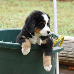 "Tulip    Female    7 wks" Bernese Mountain Dog Puppies from Wilderness Way Berners
