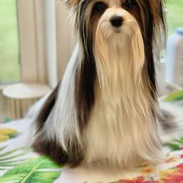 Papi - Biewer Terrier