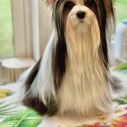 Papi - Biewer Terrier