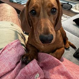 Dachshund All Grown Up from TX Dachshunds