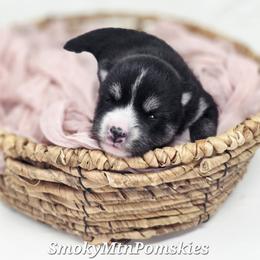 Beth - Black and white female Pomsky puppy in Christiana, Tennessee from Smoky Mountain Pomskies