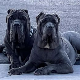 Neapolitan Mastiffs from Red Rock Neapolitan Mastiffs