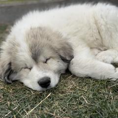 Johnny (Mr Black) - White and badger male Great Pyrenees puppy in Sapphire, North Carolina from Sapphire Valley Great Pyrenees