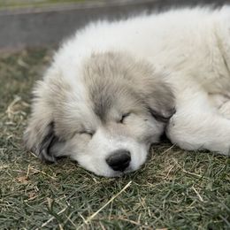 Johnny (Mr Black) - White and badger male Great Pyrenees puppy in Sapphire, North Carolina from Sapphire Valley Great Pyrenees