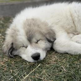 Johnny (Mr Black) - White and badger male Great Pyrenees puppy in Sapphire, North Carolina from Sapphire Valley Great Pyrenees