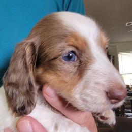 SAMMY - Piebald male Dachshund puppy in Paradise, Texas from C and J Minis