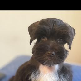 Miniature Schnauzer Puppies from Fraizer Farms