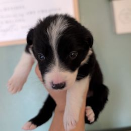 Tornado - Black and white female Border Collie puppy in Grapeview, Washington from Athena’s Collies