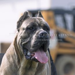 Cane Corso All Grown Up from FIDECORE