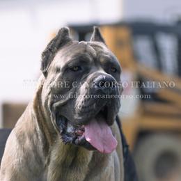 Cane Corso All Grown Up from FIDECORE