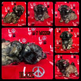 Sugarplum (Blaze) - Sable female Shih Tzu puppy in Yelm, Washington from Lala's All Star Shih Tzu