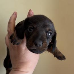 A - Wild boar male Dachshund puppy in Livingston, Kentucky from Illyria Dox & GSD