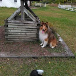 Cooper - Old Time Scotch Collie