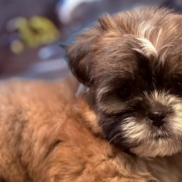 Shih Tzus and Shorkies from Shorkie Land
