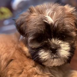 Shih Tzus and Shorkies from Shorkie Land
