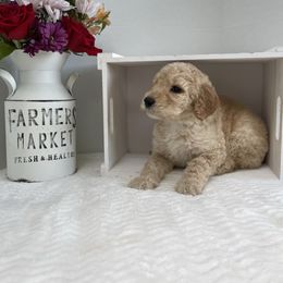 Sheepadoodle Puppies from Smokey Mountain Sheepadoodles