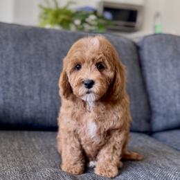 Olive - Red  female Goldendoodle puppy in St George, Utah from Doodle Bears of Southern Utah