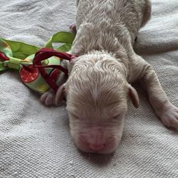 Chrys (Chrysanthemum) - Apricot male Goldendoodle puppy in Camden, North Carolina from Oopsie Doodles of NC