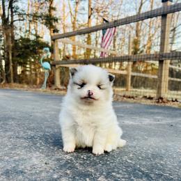 Milano - Blue merle female Pomeranian puppy in Buck Valley, Pennsylvania from Buck Valley Pomeranians