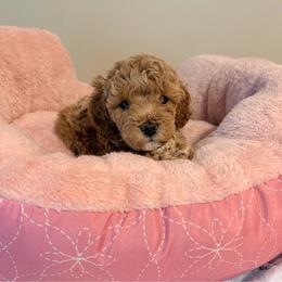 Jewels - Brown female Maltipoo puppy in Mahwah, New Jersey from Awwws-n-Pawws