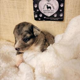 F Pup 2 - Blue merle female Aussiedoodle puppy in Logansport, Indiana from Sandy Hill Farm Aussies, LLC