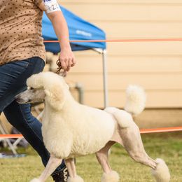 Poodles from Lafayette Standard Poodles