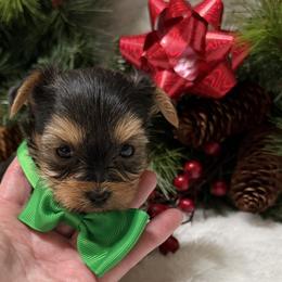 Mr Green - Black and tan male Yorkshire Terrier puppy in Lexington, North Carolina from Silver Valley Yorkies