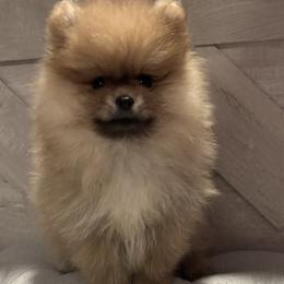 Pearl - Cream sable female Pomeranian puppy in Ladera Ranch, California from Tinkerpoms