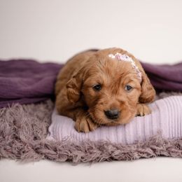 Girl 2 - female Golden Retriever puppy in Buhl, Idaho from Atkinson's Goldens