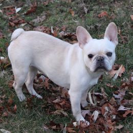 Runtz - French Bulldog
