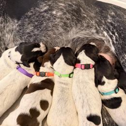 Girl 3 - Black roan female German Shorthaired Pointer puppy in San Tan Valley, Arizona from Upland Valley Kennels