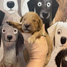 Boy 8 - male Goldendoodle puppy in Placerville, California from New Dawn Poodles and Doodles