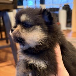 Reese - Black and tan female Pomeranian puppy in Grass Lake, Michigan from Chantilly Lace Poms