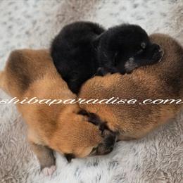 Boy 1 - Red male Shiba Inu puppy in Tualatin, Oregon from Shiba Paradise