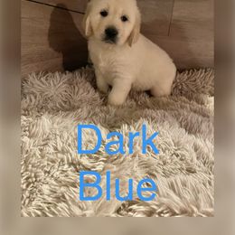 Dark blue - Golden Retriever puppy in Linden, Michigan from High Society Farm