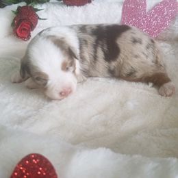 Miniature American Shepherds from RainDancer Pups