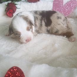 Miniature American Shepherds from RainDancer Pups