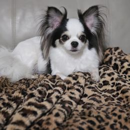 Jelly Bean - Chihuahua
