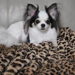 Jelly Bean - Chihuahua